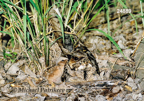 Common Pauraque (Nyctidromus albicollis)